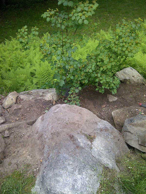 Poison Ivy Removal Go Organic Lawn Care