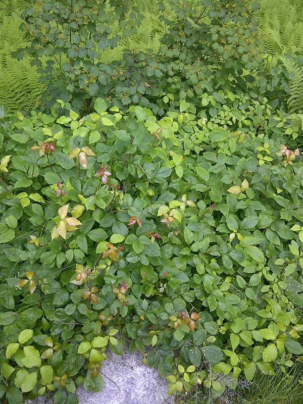 Poison Ivy Removal Go Organic Lawn Care